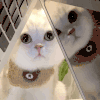 萌宠 猫咪 看 呆萌 可爱
