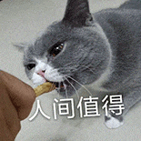 萌宠 猫咪 人间值得 呆萌 可爱