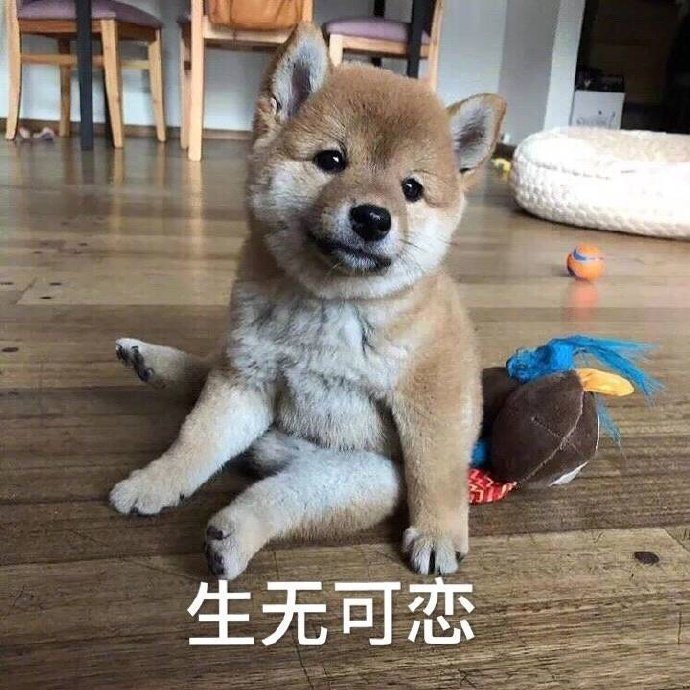 萌宠汪星人生无可恋不开心搞怪逗gif动图_动态图_表情包下载_soogif