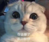 萌宠 猫星人 你去哪了 我好想你 呆萌 可爱