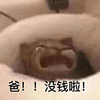 萌宠 猫咪 爸没钱啦 呆萌 可爱