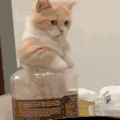 萌宠 猫咪 好奇 呆萌 可爱