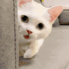 萌宠 猫咪 好奇 呆萌 可爱