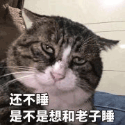 沙雕猫