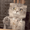 萌宠 猫咪 照镜子 呆萌 可爱