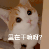 萌宠 猫咪 干什么 呆萌 可爱