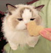 萌宠 猫咪 饼干 呆萌 可爱