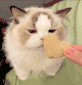 萌宠 猫咪 饼干 呆萌 可爱