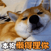 萌宠 狗狗 本狗懒得理你 呆萌 可爱