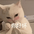 萌宠 猫咪 你好 呆萌 可爱