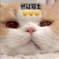 萌宠 猫咪 怀疑猫生 呆萌 可爱