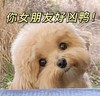 萌宠 汪星人 你女朋友好凶鸭 生气 搞怪 呆萌