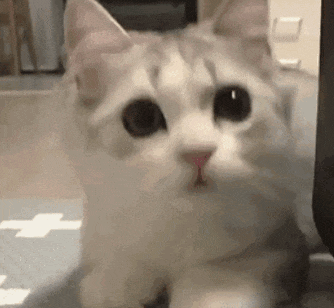 萌宠 猫咪 吃惊 呆萌 可爱
