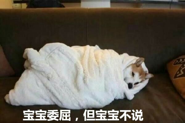 小狗狗gif汪星人gif宝宝委屈gif宝宝不说gif斗图gif搞笑gif可爱gif