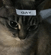 萌宠 猫咪 gay 呆萌 可爱