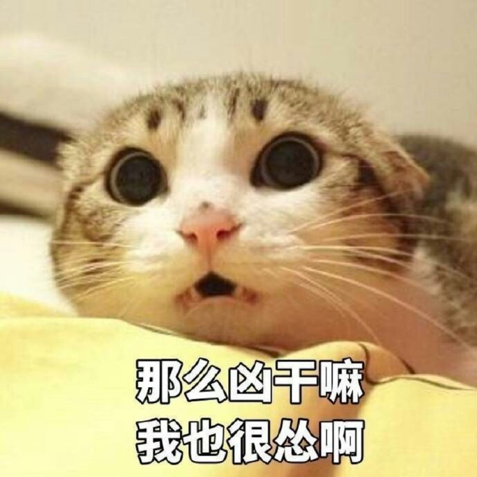 萌宠 猫星人 那么凶干嘛 我也很怂啊 呆萌 可爱