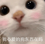 萌宠 猫咪 我心爱的狗东西在吗 呆萌 可爱