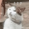 萌宠 猫咪 ？？？ 呆萌 可爱