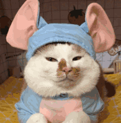 萌宠 猫咪 把你变成猪 呆萌 可爱