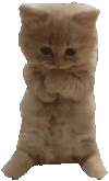 萌宠 猫咪 抱 呆萌 可爱