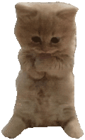 萌宠 猫咪 抱 呆萌 可爱