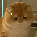 萌宠 猫咪 ？ 呆萌 可爱