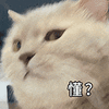 萌宠 猫咪 懂 呆萌 可爱