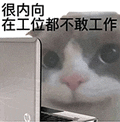 萌宠 猫咪 很内向在工位都不敢工作 呆萌 可爱