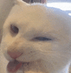萌宠 猫咪 猥琐 呆萌 可爱