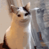 萌宠 猫咪 开心 呆萌 可爱