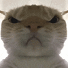 萌宠 猫咪 生气 呆萌 可爱