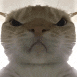 萌宠 猫咪 生气 呆萌 可爱