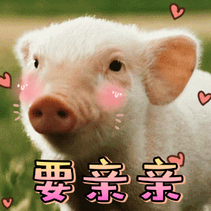 猪亲吻的表情包图片