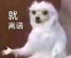 萌宠 猫星人 就离谱 无奈 搞怪 逗