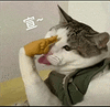 萌宠 猫咪 宣 呆萌 可爱