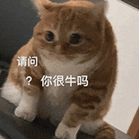 萌宠 猫咪 请问你很牛吗 呆萌 可爱