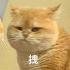 萌宠 猫咪 拽 呆萌 可爱