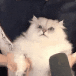萌宠 猫咪 卖萌 呆萌 可爱