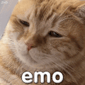 萌宠 猫咪 emo 呆萌 可爱