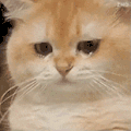 萌宠 猫咪 呆萌 可爱
