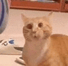 萌宠 猫咪 吃惊 呆萌 可爱