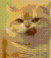 萌宠 猫咪 自拍 呆萌 可爱