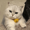 萌宠 猫咪 生气 呆萌 可爱