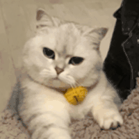 萌宠 猫咪 生气 呆萌 可爱