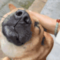 萌宠 狗狗 拍头 呆萌 可爱