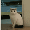 萌宠 猫咪 看 呆萌 可爱
