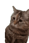 萌宠 猫咪 不开心 呆萌 可爱