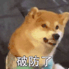 萌宠 狗狗 破防了 呆萌 可爱