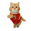萌宠 猫咪 跳舞 呆萌 可爱