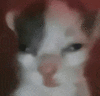 萌宠 猫咪 傻 呆萌 可爱